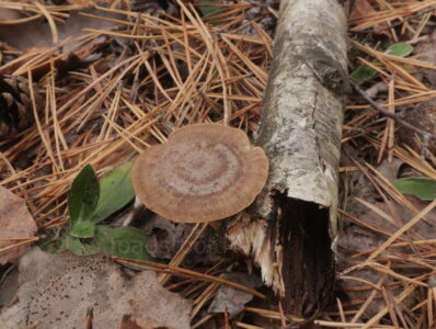 Трутовик зимний, Lentinus brumalis