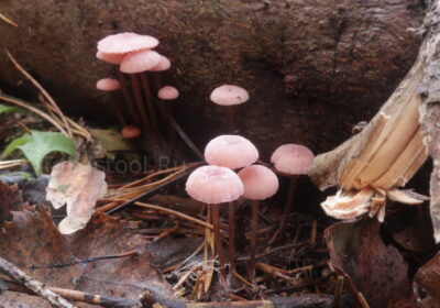 Мицена розоватая, Mycena rosella