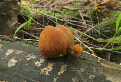 Плютей Фенцля, Pluteus fenzlii