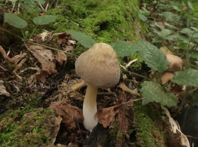 Pluteus plautus, Плютей бархатистоножковый