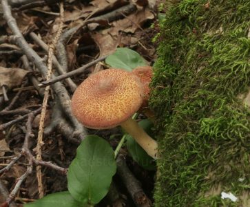 Рядовка фламмуловидная, Tricholomopsis flammula