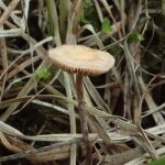 Deconica inquilina, Деконика обитательница