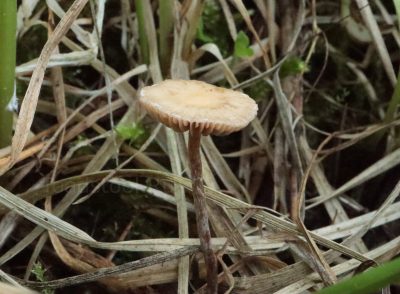 Deconica inquilina, Деконика обитательница