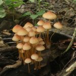 Мицена Рене, Mycena renati