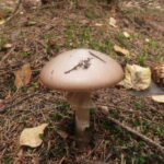 Мухомор порфировый, Amanita porphyria