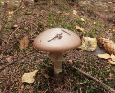 Мухомор порфировый, Amanita porphyria