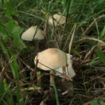 Цистолепиота полуголая, Cystolepiota seminuda