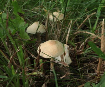 Цистолепиота полуголая, Cystolepiota seminuda