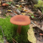 Млечник камфорный, Lactarius camphoratus