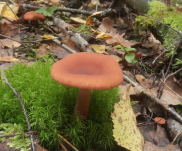 Млечник камфорный, Lactarius camphoratus