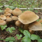 Лакримария огненно-опушенная, Lacrymaria pyrotricha