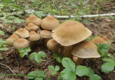 Лакримария огненно-опушенная, Lacrymaria pyrotricha