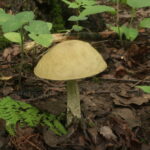 Грабовик, Leccinellum pseudoscabrum