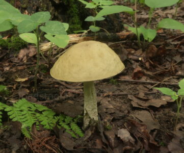 Грабовик, Leccinellum pseudoscabrum
