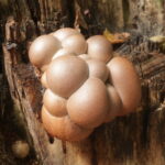 Ликогала жёлто-бурая, Lycogala flavofuscum