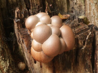 Ликогала жёлто-бурая, Lycogala flavofuscum