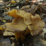 Лисичка серо-желтая, Cantharellus melanoxeros