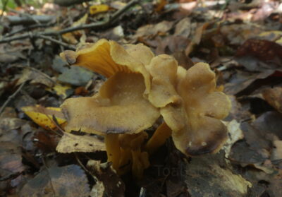 Лисичка серо-желтая, Cantharellus melanoxeros