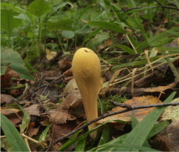 Рогатик пестиковый, Clavariadelphus pistillaris