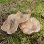 Рыжик неяркий, Lactarius quieticolor