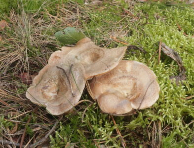 Рыжик неяркий, Lactarius quieticolor