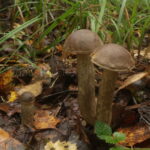 Подберёзовик дымчатый, Leccinum schistophilum