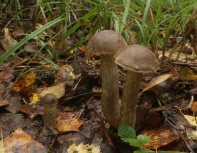 Подберёзовик дымчатый, Leccinum schistophilum