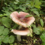 Сыроежка невзрачная, Russula nauseosa