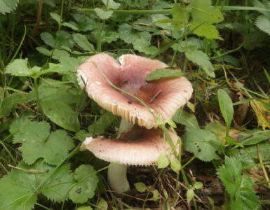 Сыроежка невзрачная, Russula nauseosa