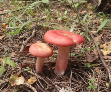 Сыроежка кроваво-красная, Russula sanguinea
