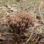 Телефора пальчатая, Thelephora palmata