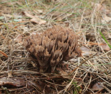 Телефора пальчатая, Thelephora palmata