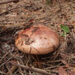 Рядовка надломленная, Tricholoma batschii