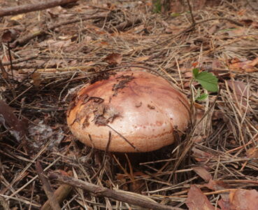 Рядовка надломленная, Tricholoma batschii