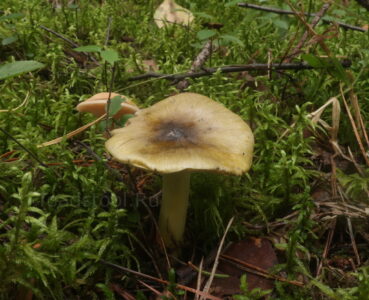 Tricholoma sejunctum, Рядовка обособленная