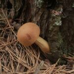 Боровик золотистый, Aureoboletus projectellus