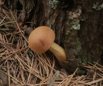 Боровик золотистый, Aureoboletus projectellus