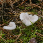 Говорушка беловатая, Clitocybe dealbata