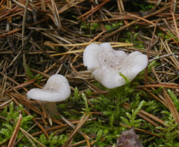 Говорушка беловатая, Clitocybe dealbata