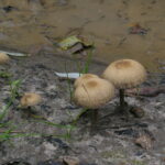 Лакримария бархатистая, Lacrymaria lacrymabunda