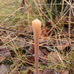 Рогатик дудчатый, Macrotyphula fistulosa