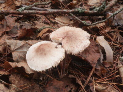 Мицена зефировая, Mycena zephirus