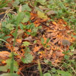 Phlebia radiata, Флебия радиальная