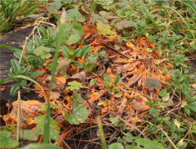 Phlebia radiata, Флебия радиальная