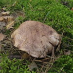 Саркодон шероховатый, Sarcodon scabrosus